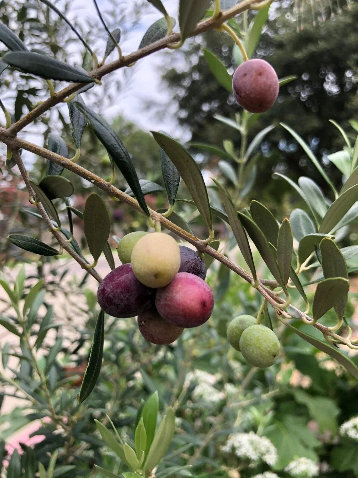 Organic Olive Tree Starter Plant Arbequina Variety - Healthy Well Rooted Olea europaea