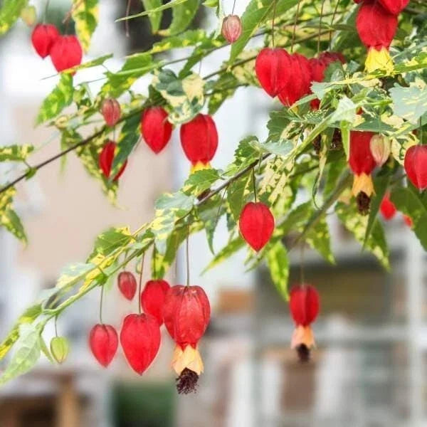 Abutilon Chinese Lantern Plug – Live Flowering Plant Starter – Bright Orange Red Lantern Flowers – Indoor Outdoor Garden Plant