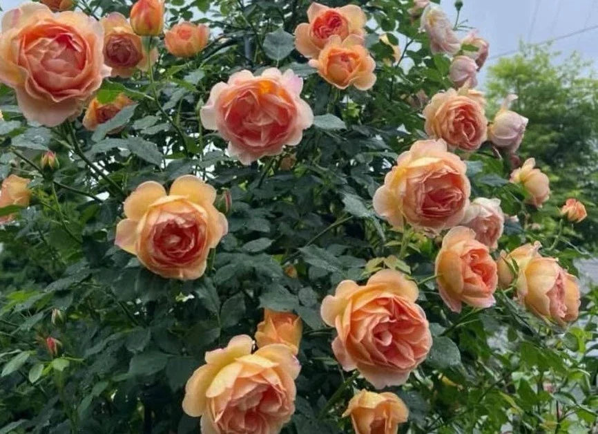 English Shallot Rose Cuttings – Pink Varieties, Perennial Flowering Plant, Rosa 'English Shallot' – 3 Fresh Cuttings