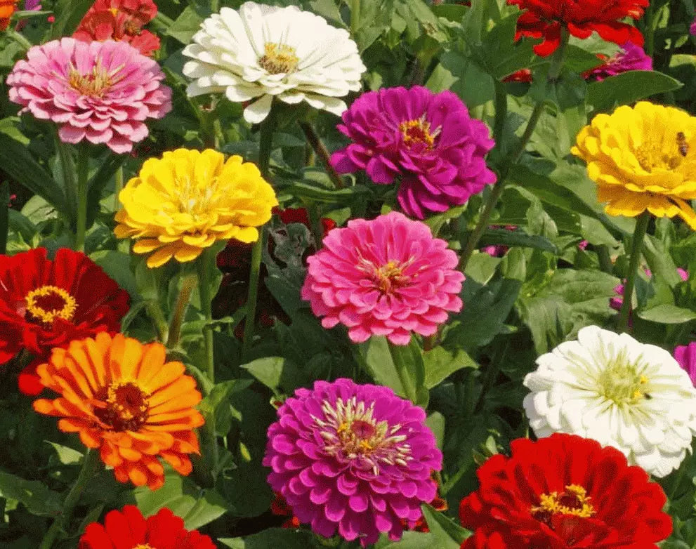 California Giant Zinnia Seeds - 100+ Mixed Colors Annual Zinnia elegans for Vibrant Garden Blooms