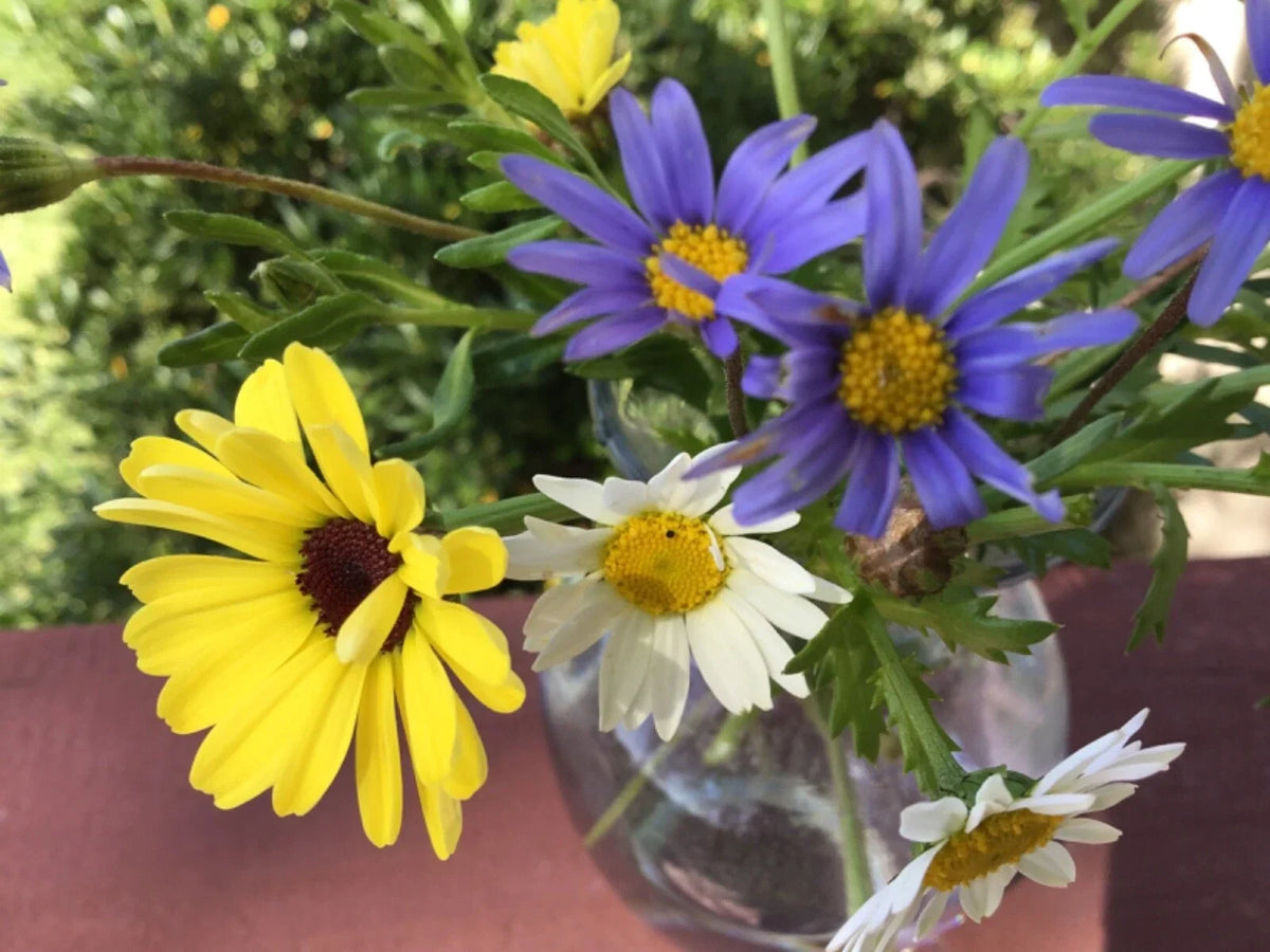 Daisy Seed Mix Painted - 100 Seeds Bellis perennis Pastel Blue Yellow White Garden Flowers