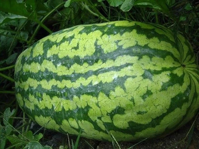 Carolina Cross Watermelon Seeds - Non-GMO Heirloom Cucumis lanatus for Home Garden, Juicy Large Watermelons