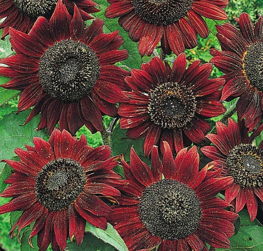 Velvet Queen Sunflower Seeds - 50+ Pack, Annual Garden, Deep Red Blooms, Attracts Bees & Birds, Helianthus annuus