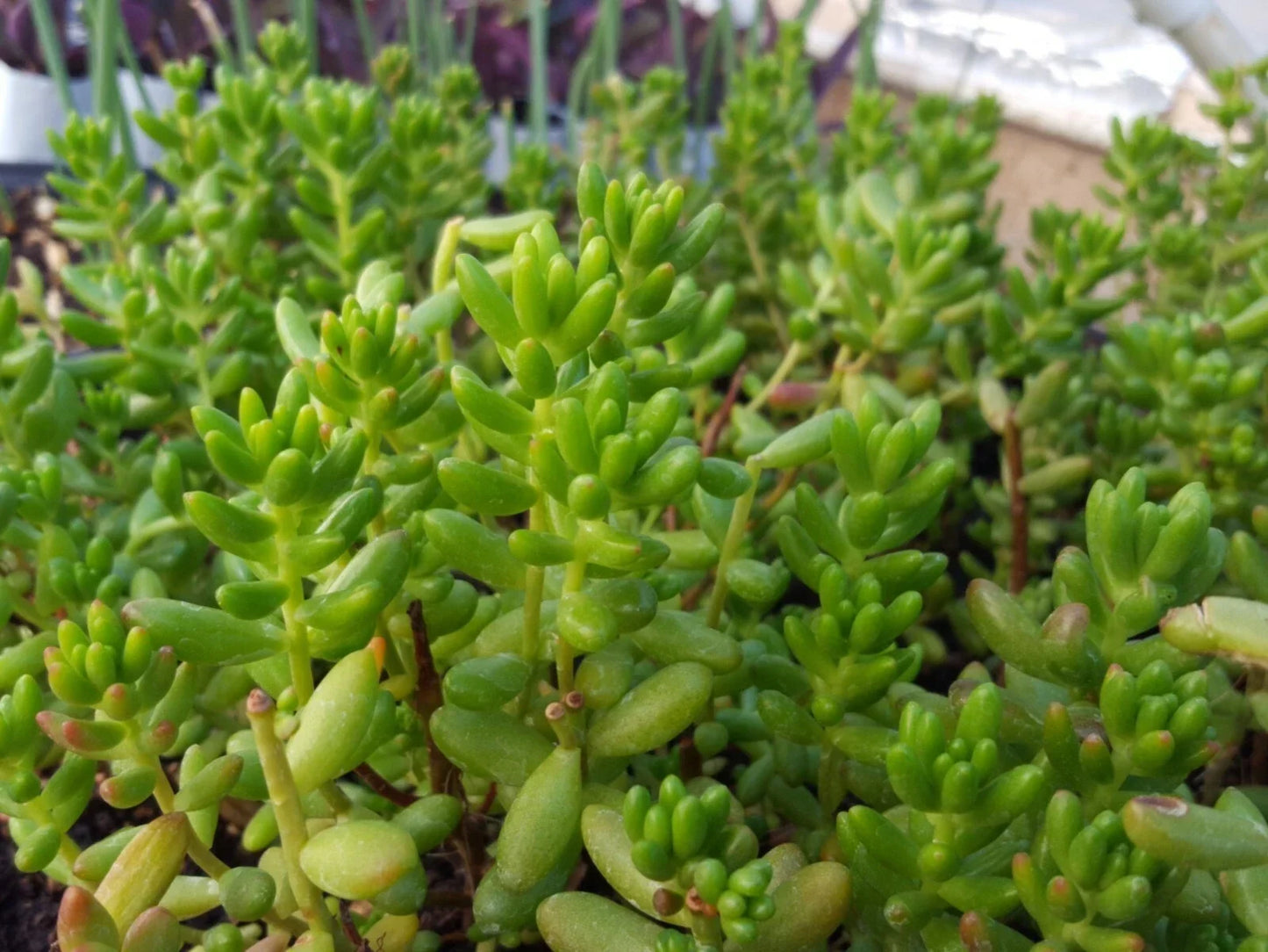 Assorted Succulent Leaf Cuttings for Rooting - Variety Mix - Indoor Gardening Propagation - Echeveria, Sedum, Graptopetalum