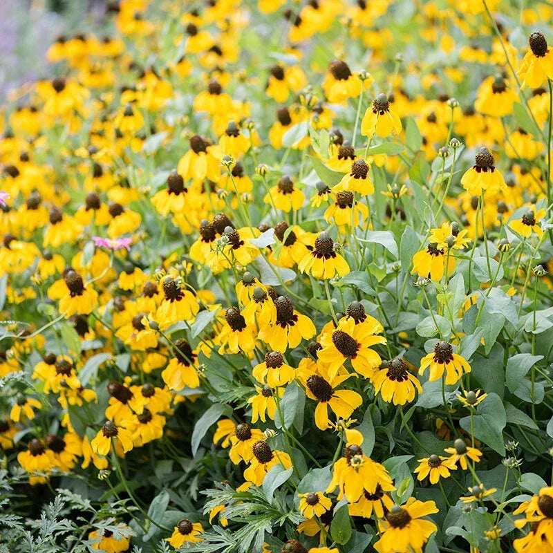 Clasping Coneflower Seeds - 500 Non-GMO Pollinator Wildflower Seeds - Echinacea angustifolia - Native Meadow Plant