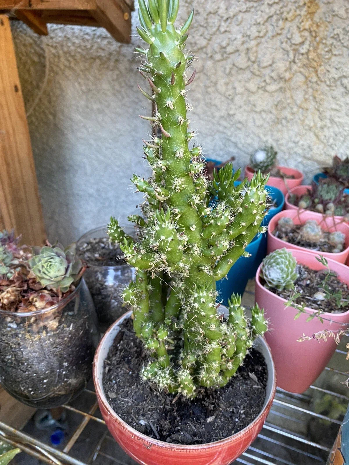 Hardy Eve's Needle Cactus Bundle 4 Pack Cereus Monstrosus Peanut Cactus No Pot or Soil Indoor Outdoor