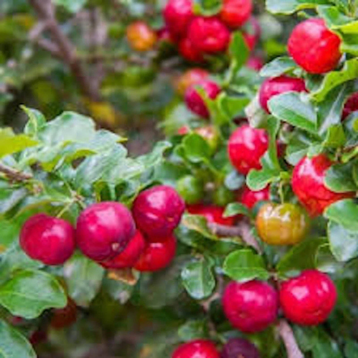 Barbados Cherry Tree Starter Plants 3 Pack Malpighia Emarginata Edible Fruit Live Plants