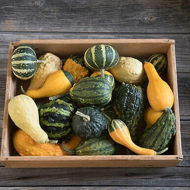 Organic Non-GMO Ornamental Gourd Seeds Mix - 25 Open-Pollinated Seeds for Fall Garden