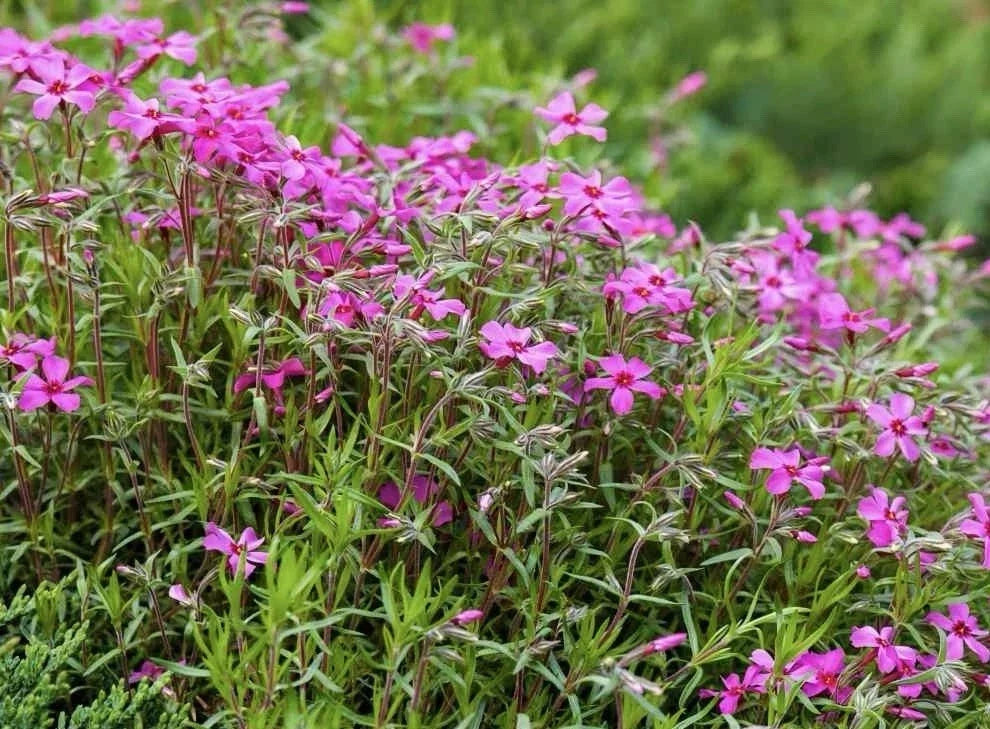 Gypsophila Seeds - 100 Pack - Pink Flowering Gypsophila Repens Rose - Ground Cover, Border, Rock Garden, Container Planting