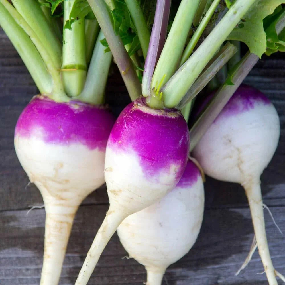 Purple Top Turnip Seeds - Non-GMO Brassica rapa Vegetable Garden Seeds, 1200+ Pack for Home Gardening