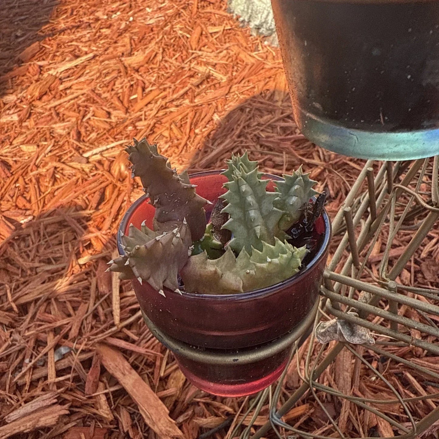 Life Saver Cactus Cuttings - Huernia Zebrina - Friendship Plant - Easy to Grow Succulent for Indoor & Outdoor Potting