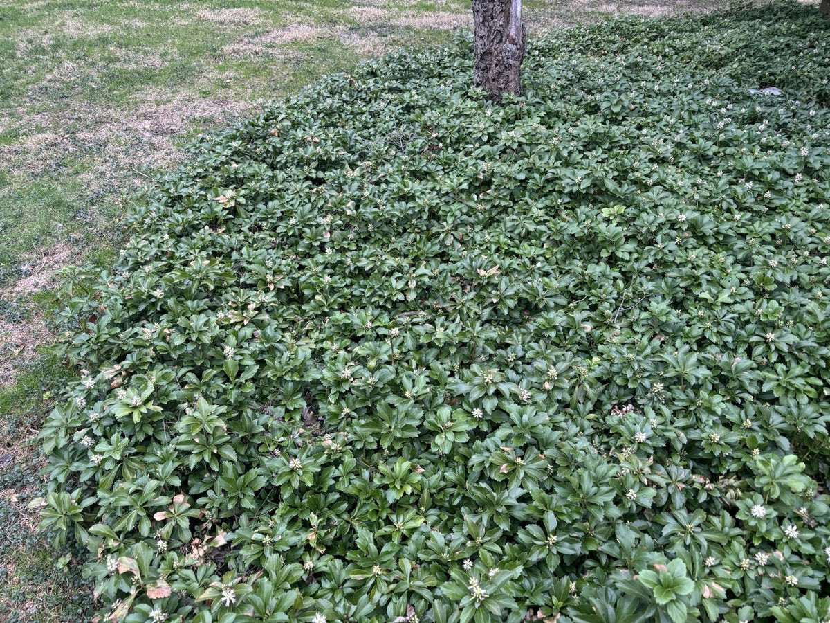 Pachysandra Ground Cover Plants – 20 Well-Established with Roots – Pachysandra terminalis – Evergreen Shade Groundcover