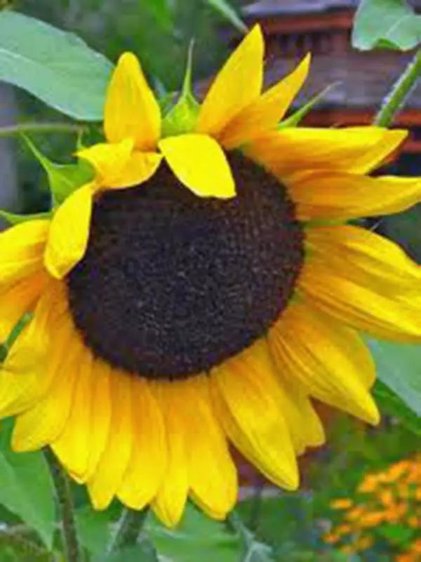 Golden Sunflower Seeds - 100 Pack, Helianthus annuus, Bright Yellow Flowers, Gardening Seeds for Full Sun, Easy to Grow
