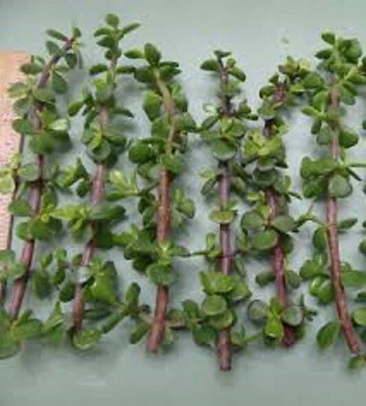 Dwarf Jade Succulent Cuttings 11 Pack Elephant Bush Portulacaria afra Green Red Stems