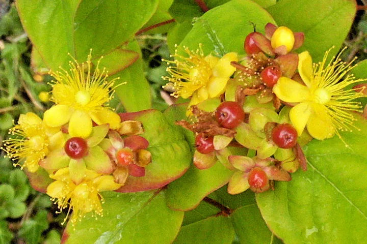 Hypericum Anderosaemum Shrub Seeds 1000 Count | Hardy Zone 6-10 Bulk Seeds