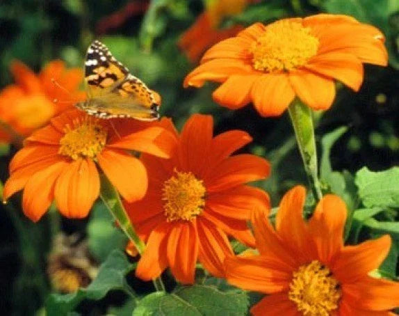 Mexican Torch Sunflower Seeds - 25 Fresh Seeds - Helianthus Maximiliani