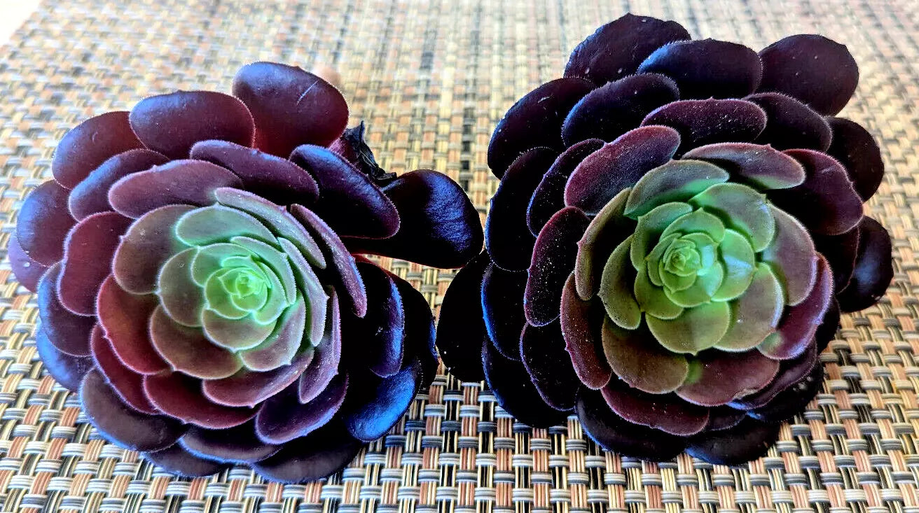 Aeonium "Black Rose" Succulent Cuttings – 2" Diameter, Dark Burgundy Foliage, Easy to Propagate, Indoor & Outdoor Gardening