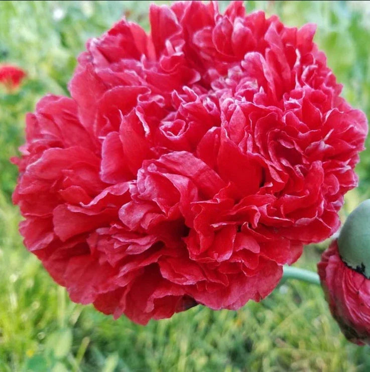 Organic Poppy Seeds 200 Count Lucille Red Frosted Breadseed Papaver somniferum Seed Packet