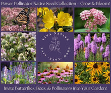 Butterfly Native Garden Seed Collection - 8 Perennial Plants for Pollinators - Wildflower Seeds for Gardens - Pollinator Paradise