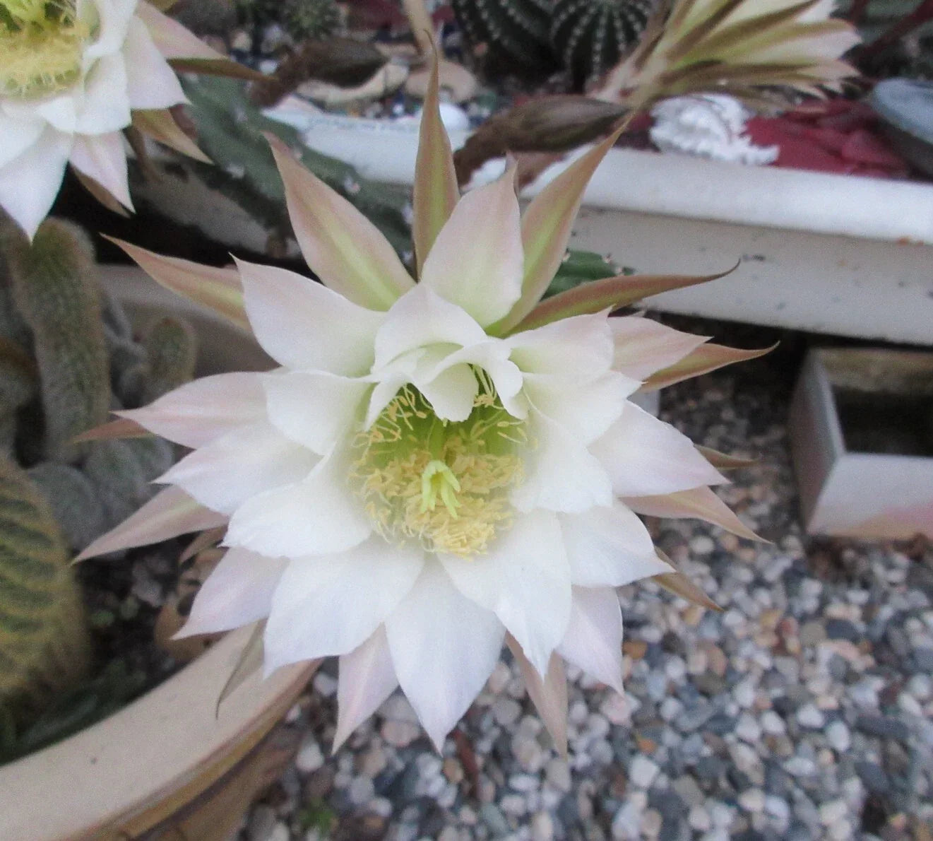 Harrisia jusbertii Snake Cactus Cutting – Rare Dusk Blooming Cacti, Indoor Succulent, Unique Houseplant, 8-Inch Plant Fragment