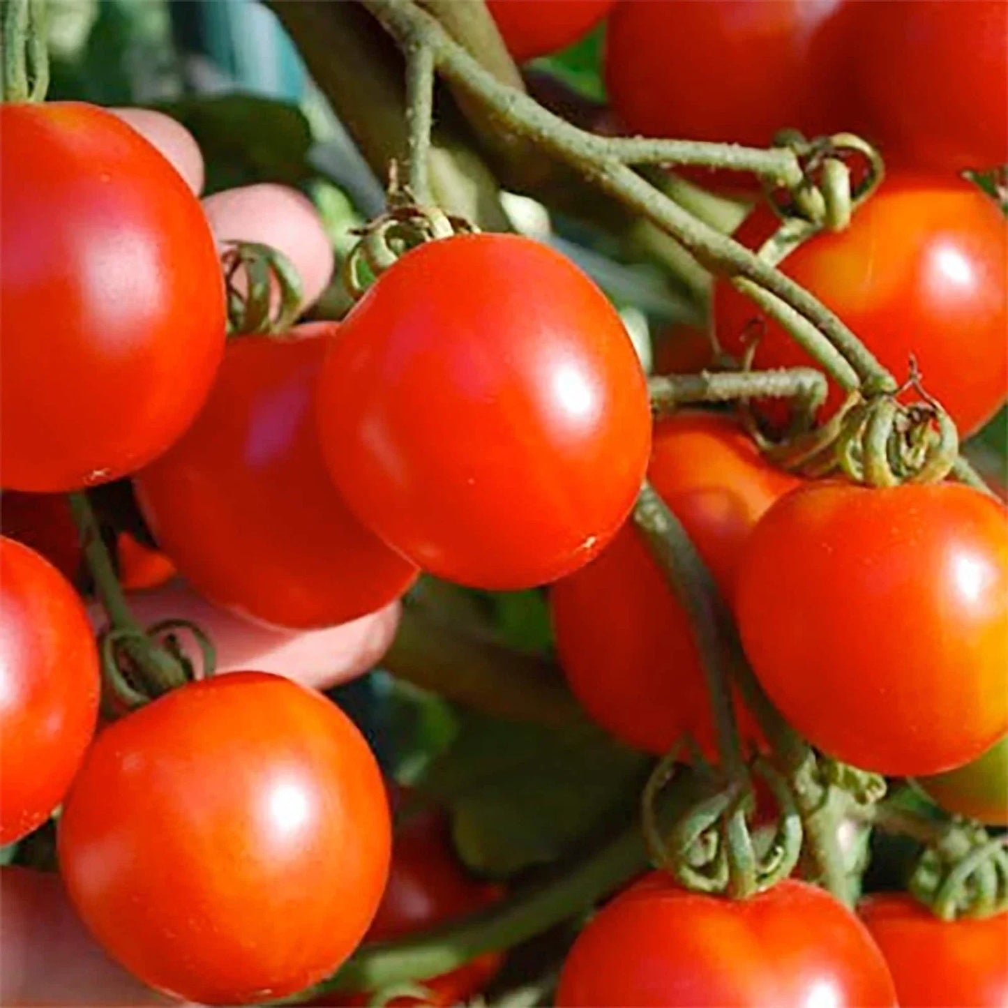 Stupice Tomato Seeds 50 Pack - Heirloom Non-GMO Vegetable Seeds for Garden & Container Planting - Solanum lycopersicum