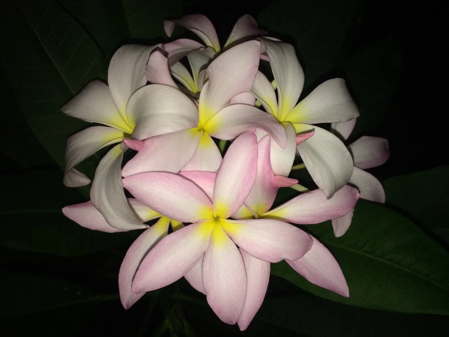 Slaughter Pink Plumeria Cutting - 9-12 Inches Fresh Propagation Frangipani Plant for Gardening
