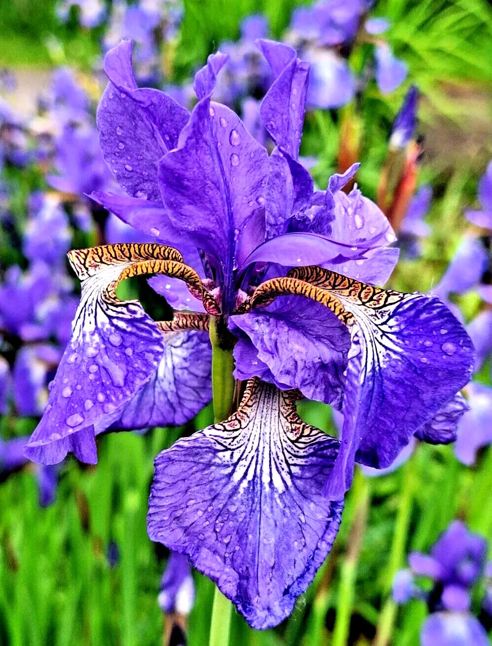 Siberian Iris Seeds - 100 Lavender-Blue Iris Sibirica Seeds