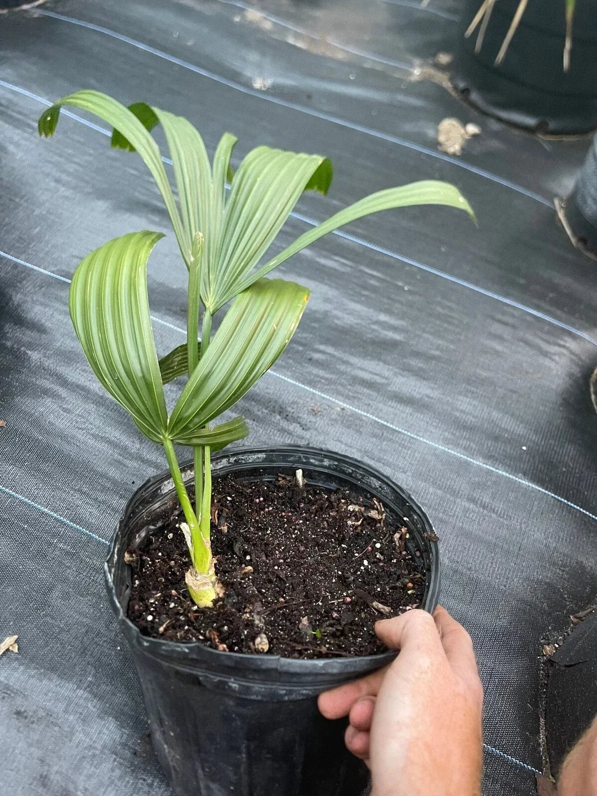 Corypha Umbraculifera Talipot Palm - 3 Gallon Fully Rooted Tropical Plant for Garden or Patio