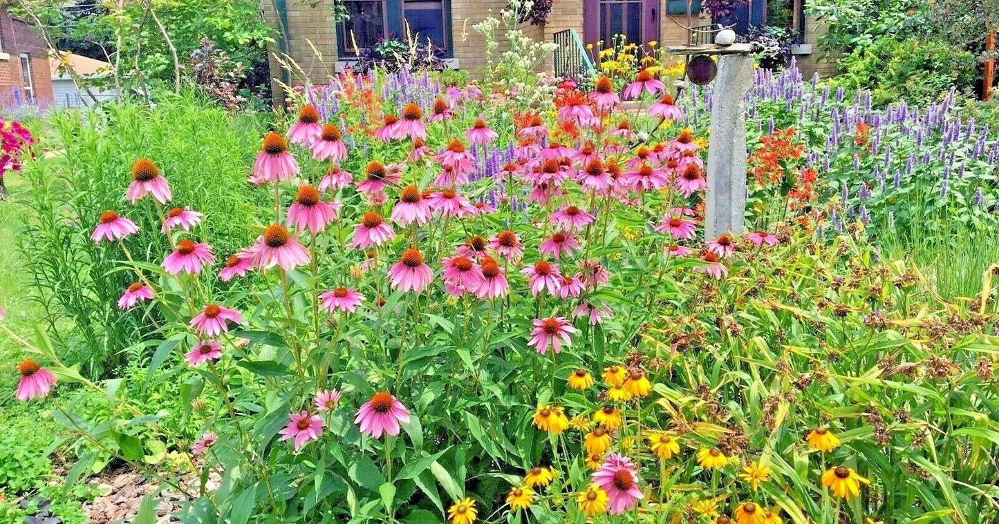 Native Perennial Wildflower Seed Mix 1 OZ – 17 Varieties for Pollinators & Cut Flowers – Native Plant Seeds for Gardens & Landscapes