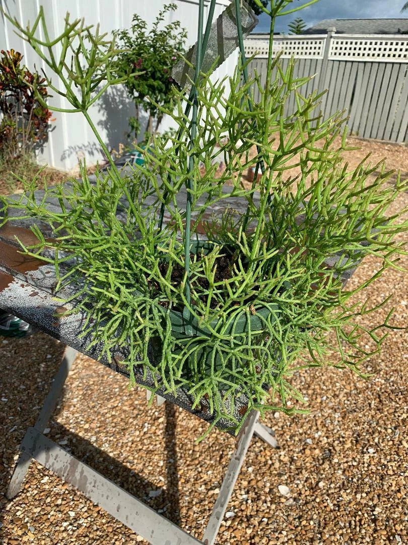 Fresh Rhipsalis Sulcata Cuttings - Rare Orchid Cactus Succulent Propagation - Green Trailing Plant Clippings