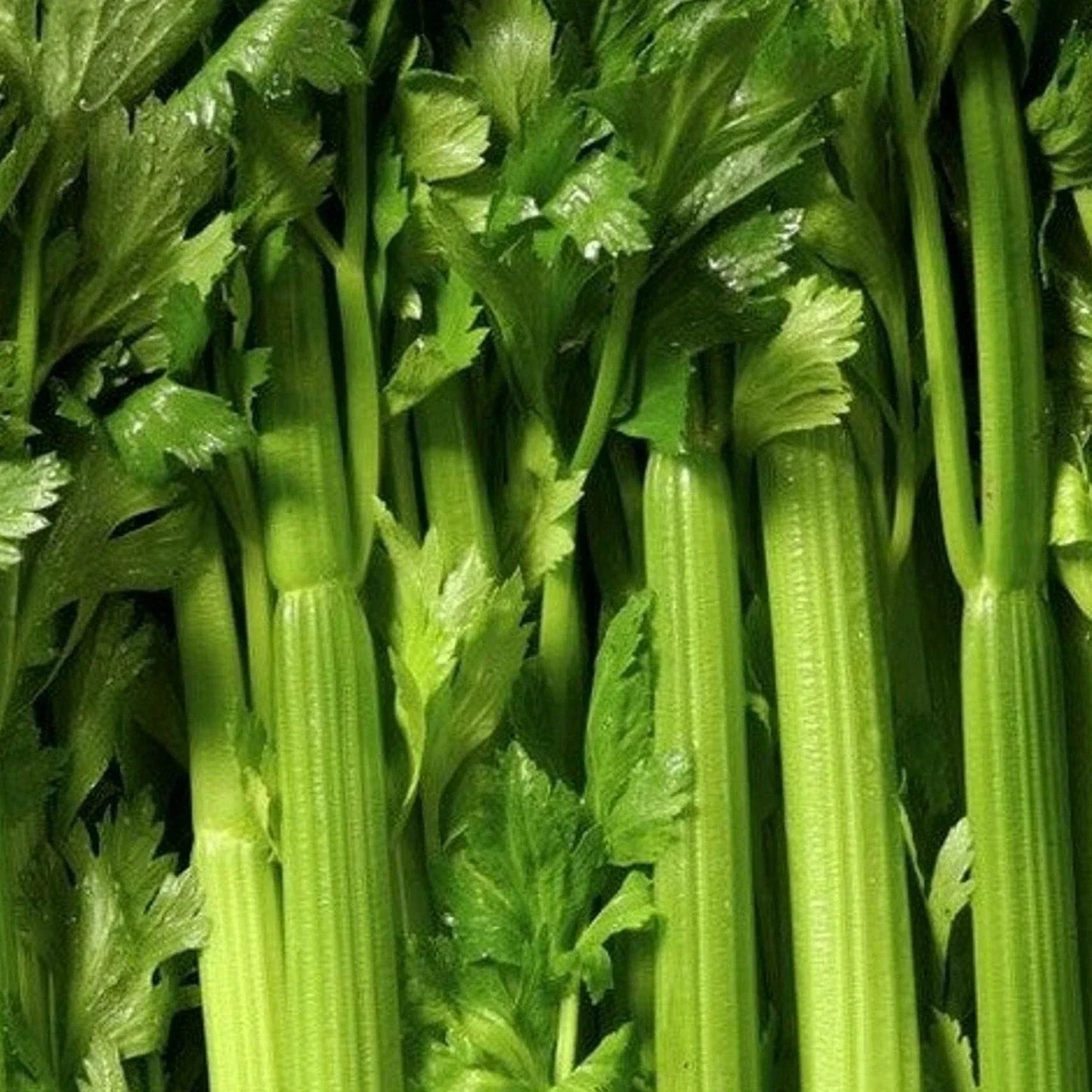 Tendercrisp Celery Seeds - 1000+ Vegetable Garden Seeds for Soups, Stews, Snacks | Apium graveolens var. dulce