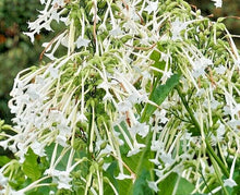 Flowering Tobacco Seeds 500, White Tubular Flowers, Nicotiana Sylvestris