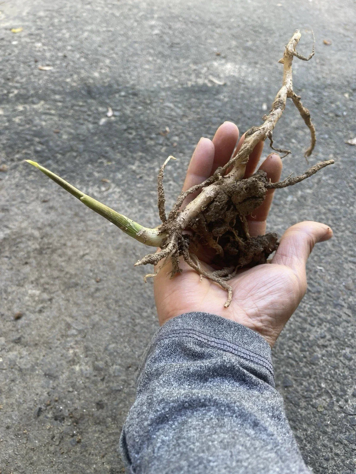 Japanese Myoga Ginger Plant with Roots | Zingiber mioga | Culinary Herb & Ornamental Perennial