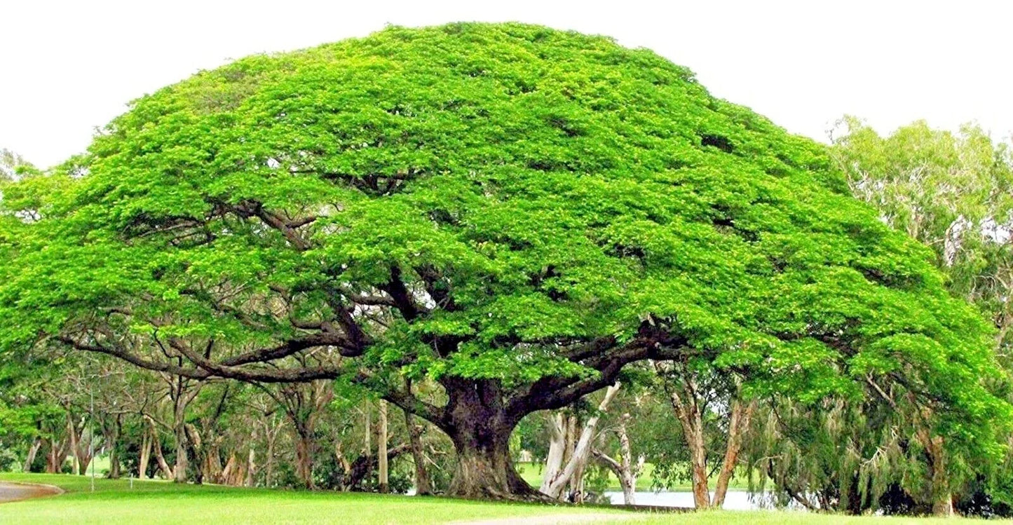 Rain Tree Seeds 10 Pack - Albizia saman Monkey Pod Tropical Flower Rare Variety for Landscaping