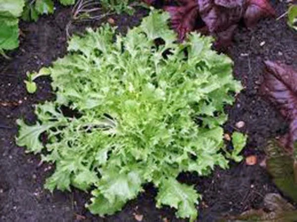 Lettuce Seeds 500 Count – Endive Broadleaf Batavian Heirloom Non-GMO for Home Gardening & Sustainable Growing