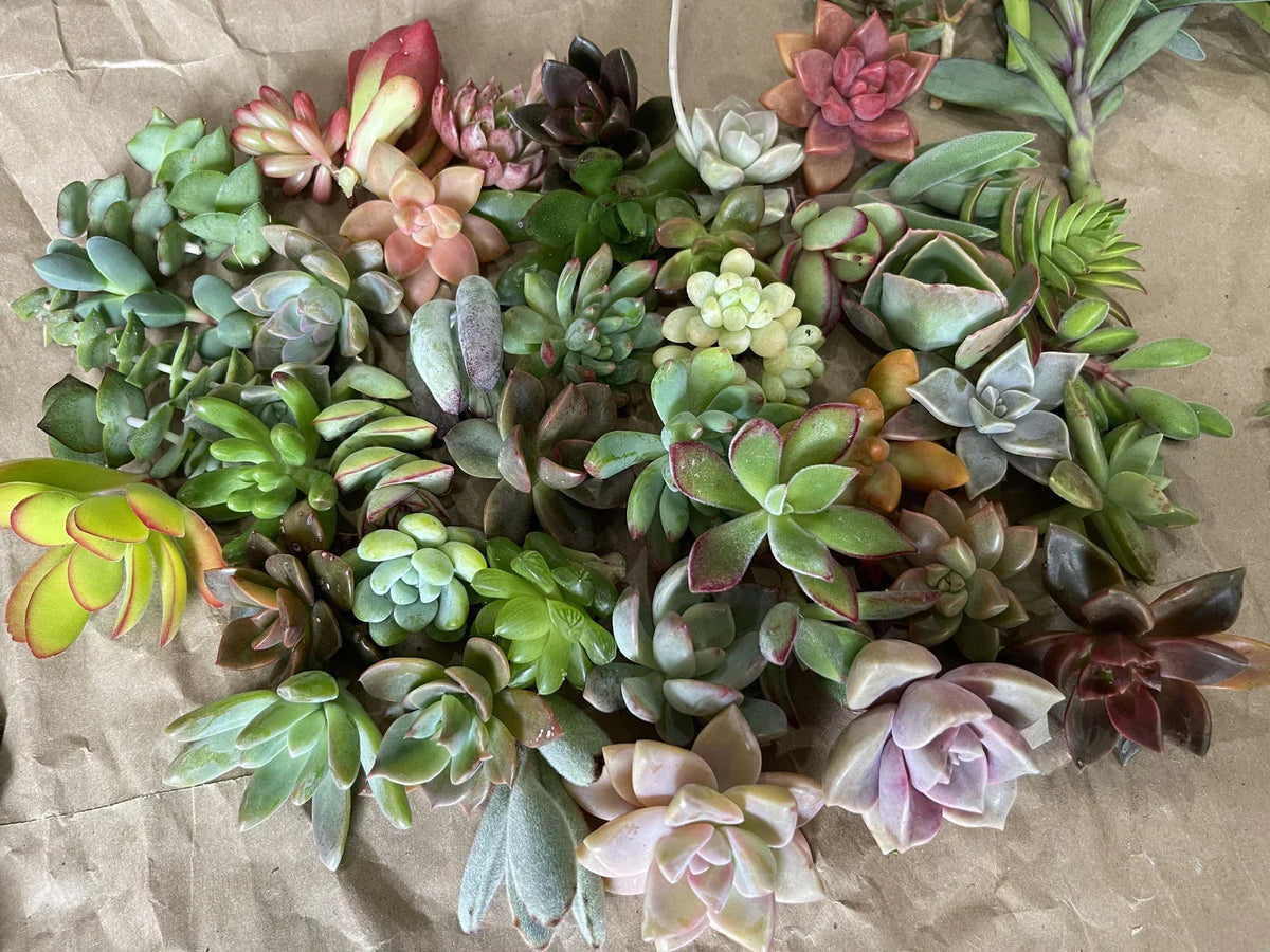 40 Healthy Plant Cuttings - Colorful Variety for Indoor & Outdoor Gardening