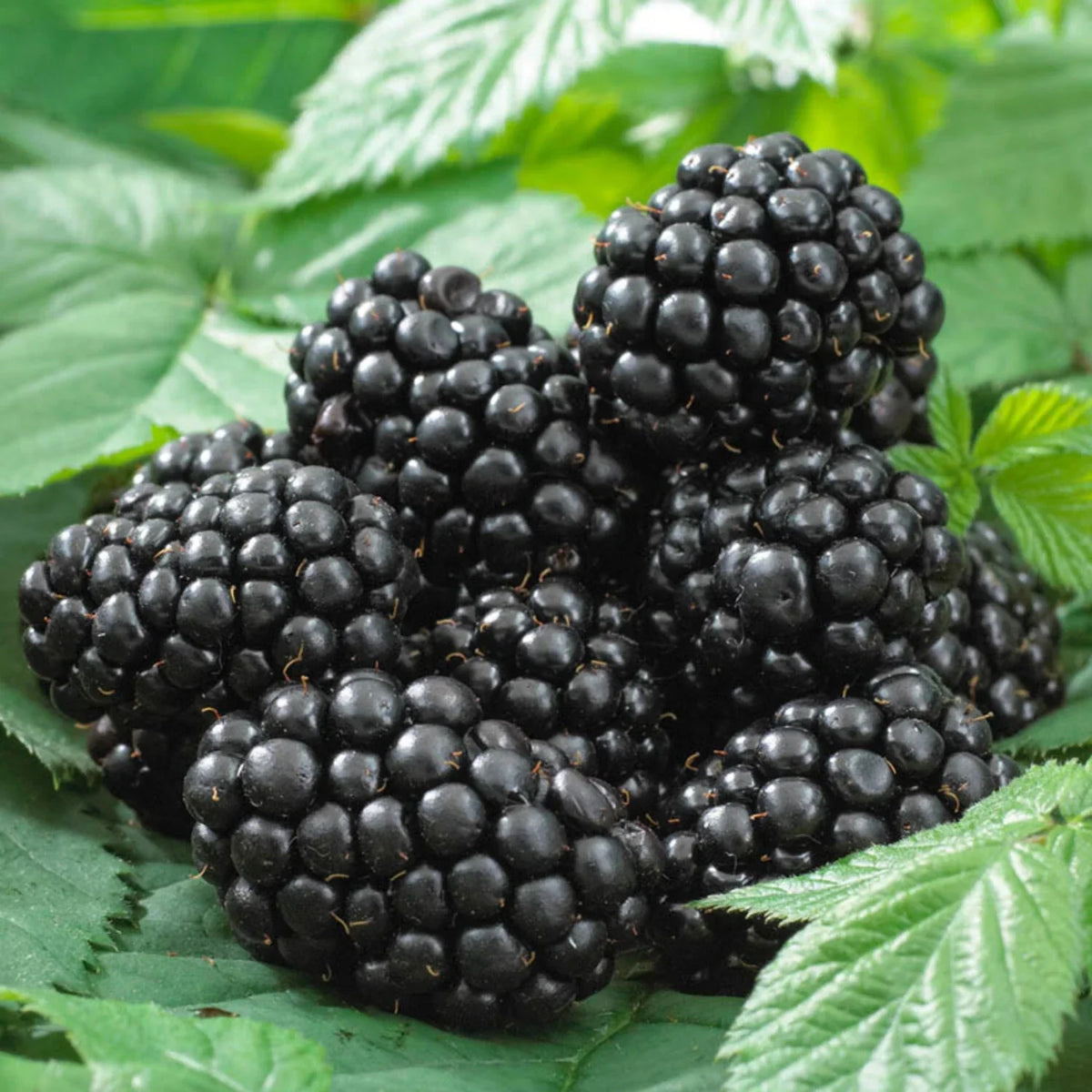 Thornless Blackberry Live Plant 8+ Inches Rubus 'Black Satin' Disease Resistant Easy Care