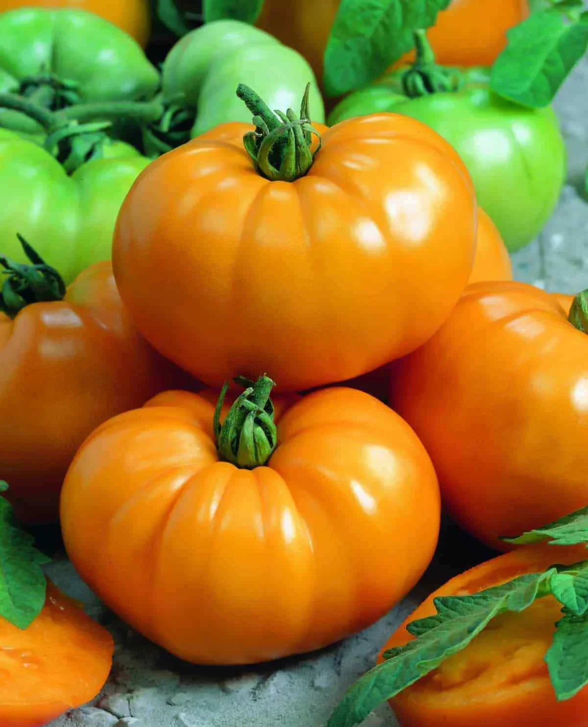 Tomato Slicer Chef's Choice Yellow Seeds - 1000 Count, Disease Resistant Beefsteak Tomato