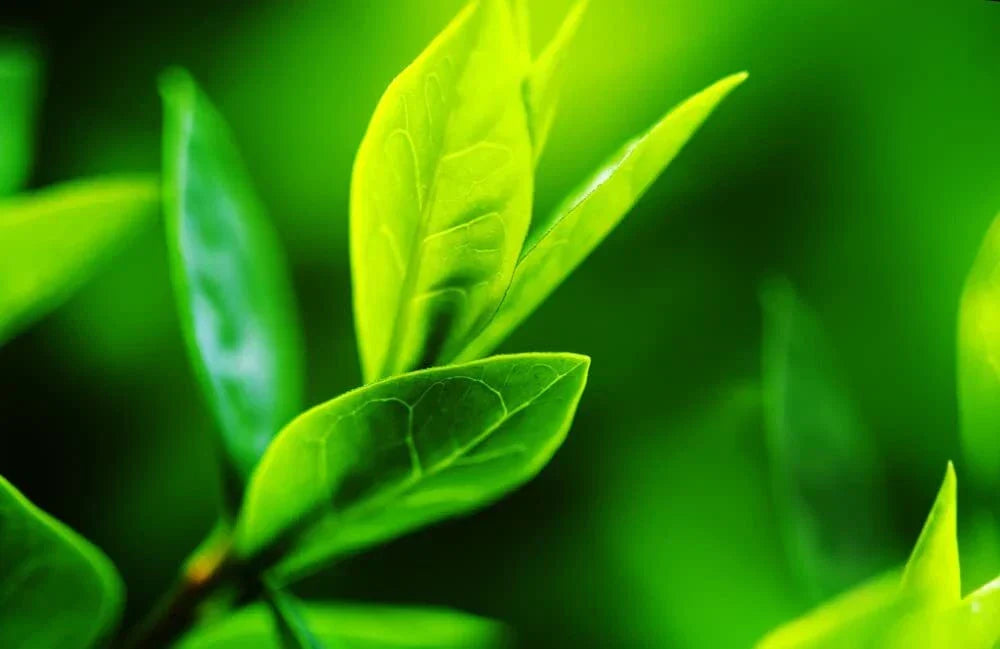 Tea Tree Seeds - 12 Camellia Sinensis Seeds for Planting