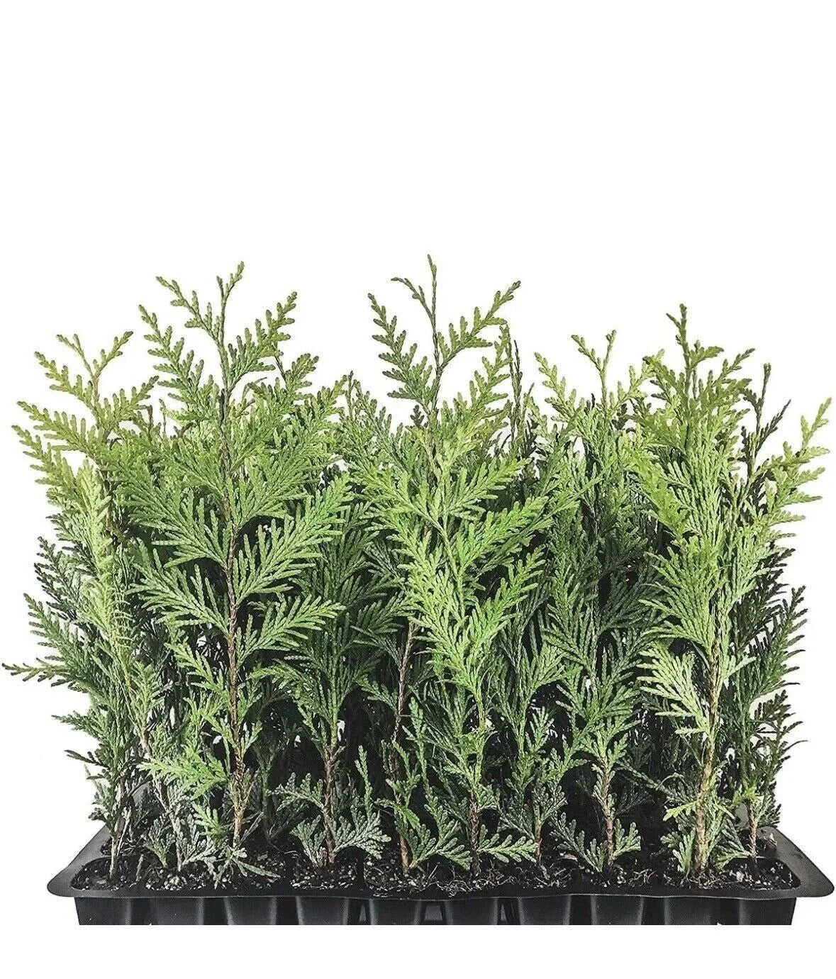 30 Emerald Green Arborvitae Trees Thuja occidentalis Starter Plants 10-15 ft Privacy Screen