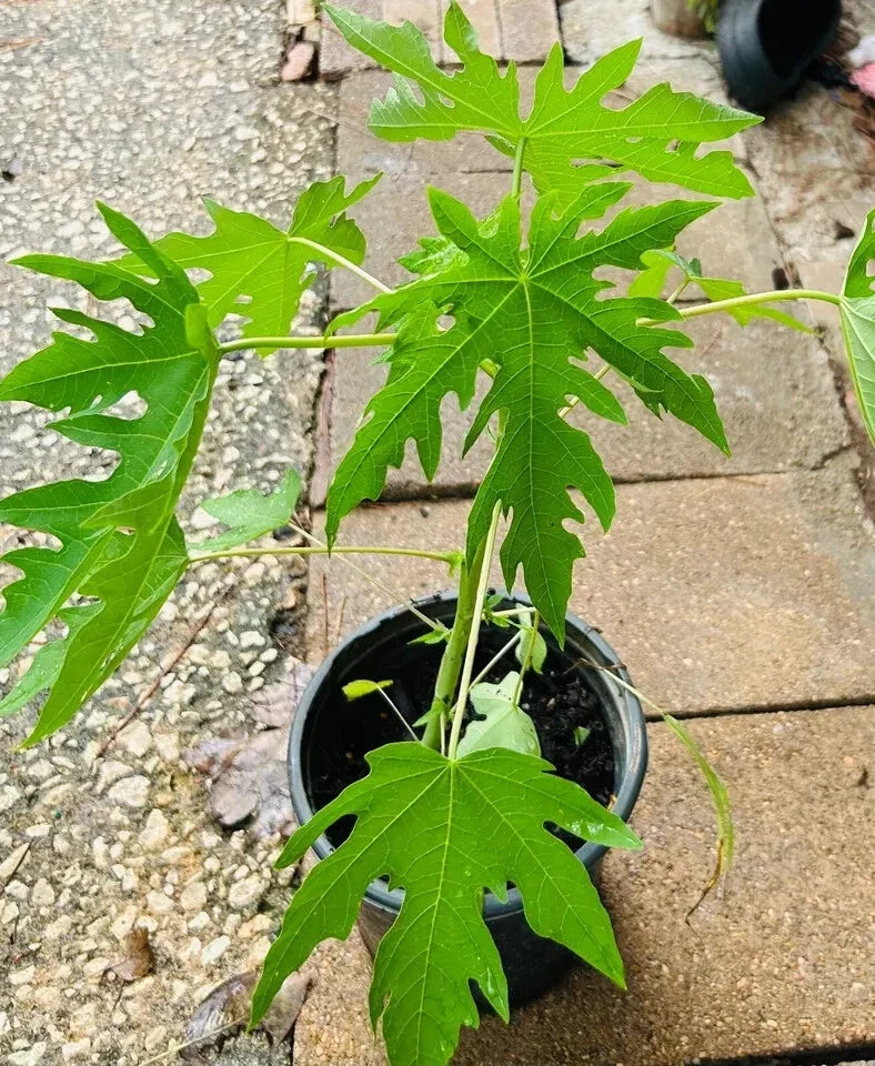 Organic Dwarf Papaya Plants 10" | Solo Hawaiian Tropical Fruit Trees | Carica papaya | Live Plants for Small Gardens & Containers