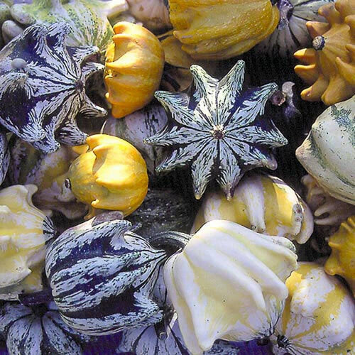 Ten Commandments Gourd Seeds | 12+ Fresh Lagenaria siceraria for Decorative Gourds & Crafting