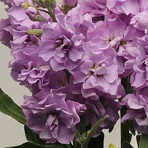 Light Lavender Stock Seeds - 500 Count - Matthiola incana Fragrant Annual Flower for Garden & Cutting