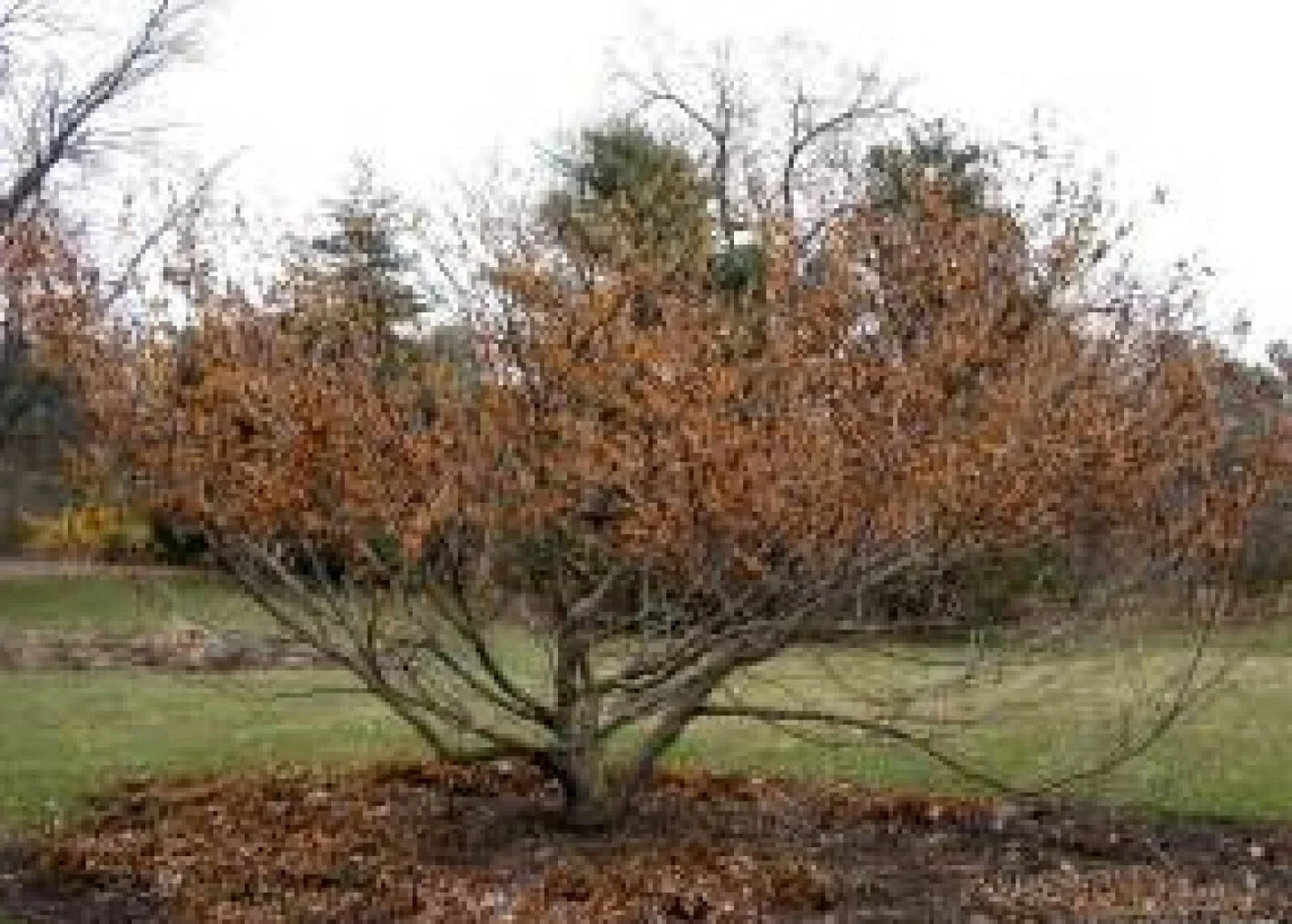 Vernal Witch Hazel Seeds - 15 Pack, Flowering Shrub, Hamamelis vernalis, Native Plant for Garden, Fragrant Yellow Blooms