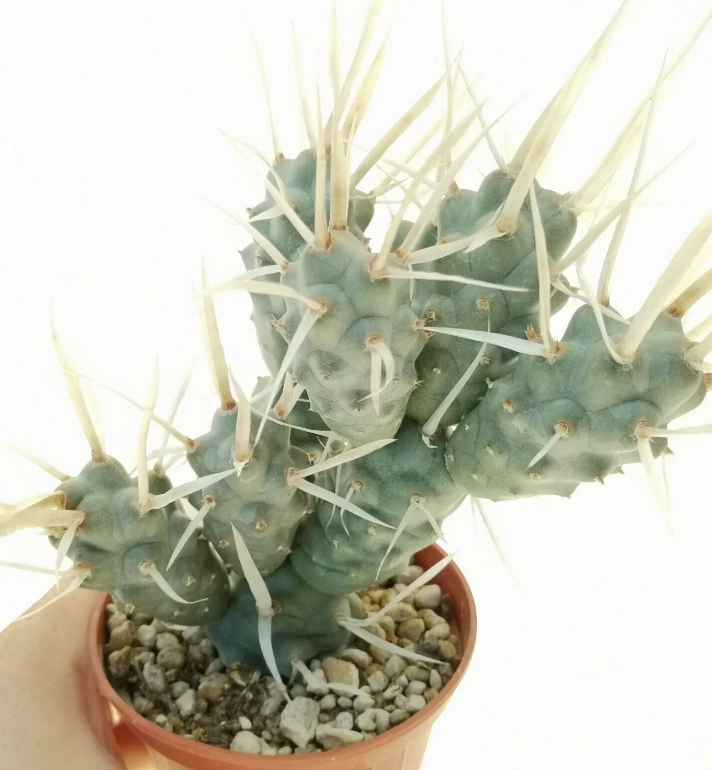 Tephrocactus articulatus var. papyracanthus Cutting - 2" Succulent Plant, Rare Cactus Pup, Unique Segmented Cactus
