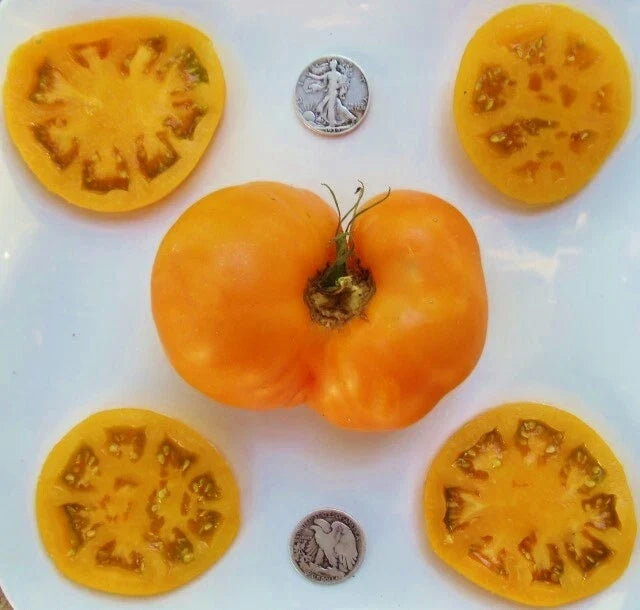 Brandywine Yellow Tomato Seeds - Heirloom Solanum lycopersicum - 25 Non-GMO Seeds for Organic Gardening