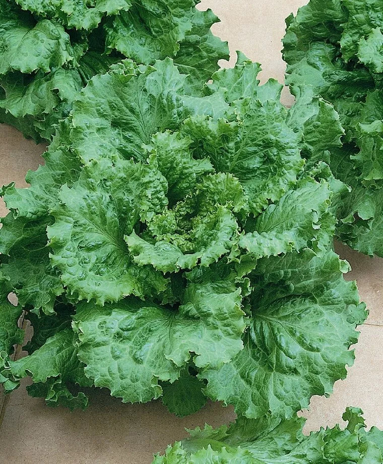 Arianna Loose Leaf Lettuce Seeds – Non-GMO Lactuca sativa for Home Garden, Salad Greens, Container Gardening