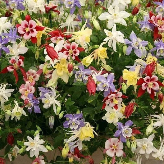 Wildflower Mix Seeds 1000+ Count for Shade Gardens – Non-GMO Heirloom Perennials for Pollinators
