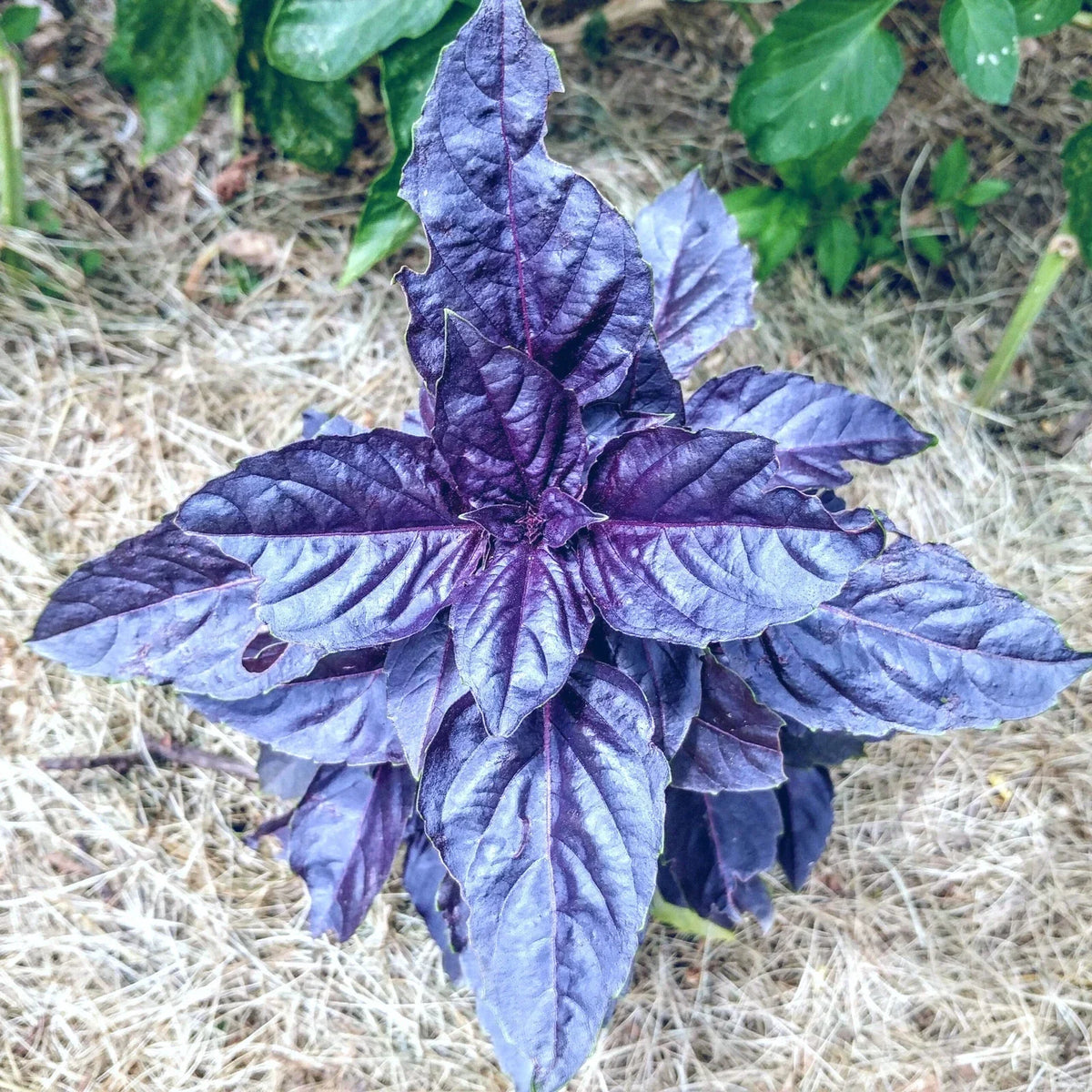 Purple Dark Opal Basil Seeds - 50+ Heirloom Culinary Herb - Ocimum basilicum Dark Opal