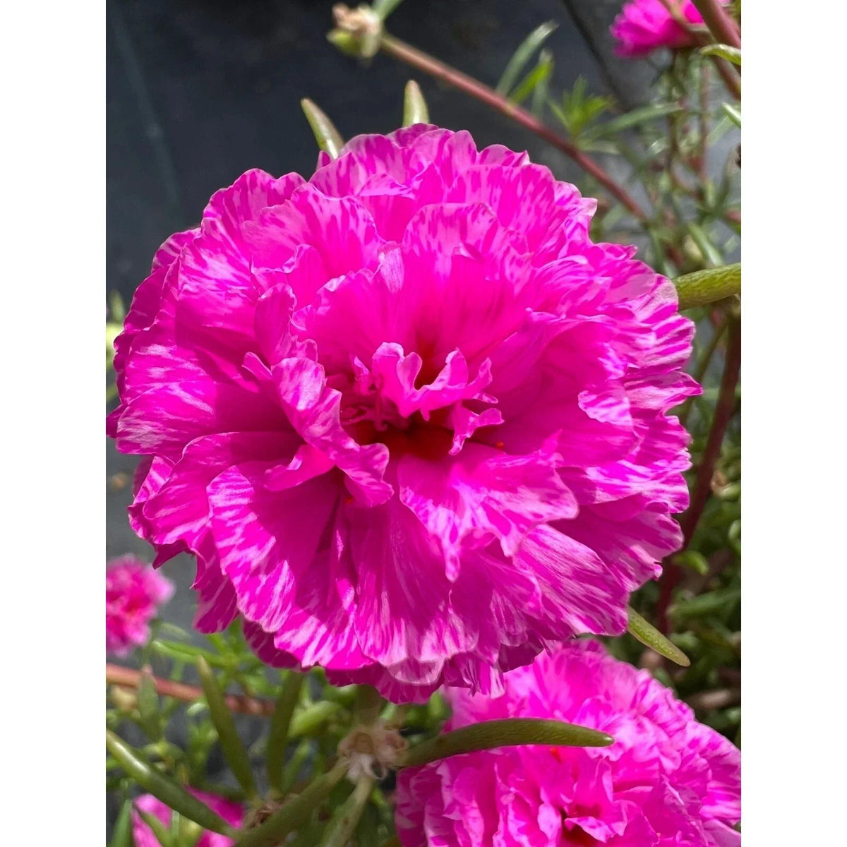Unrooted Cuttings Purple Batik Portulaca grandiflora Colorful Succulent for Garden and Patio